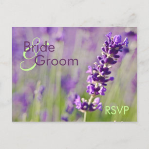 Lavendar ・ OSA vykort