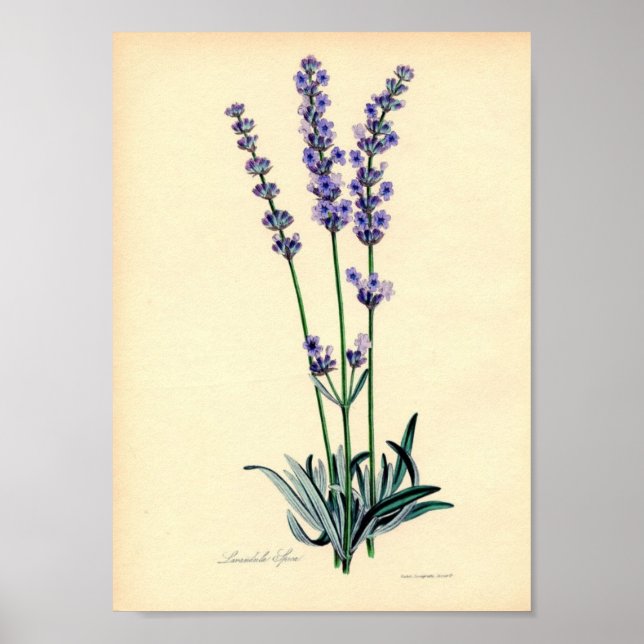 Lavendar Plant Poster (Framsidan)