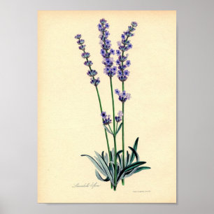 Lavendar växtaffisch poster