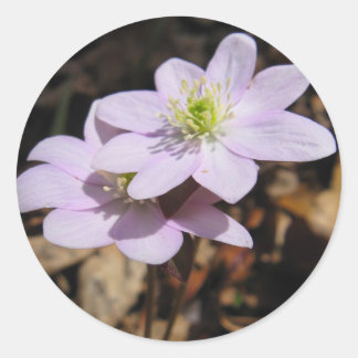 Lavendar vildblommaklistermärke runt klistermärke