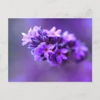 Lavendar Vykort