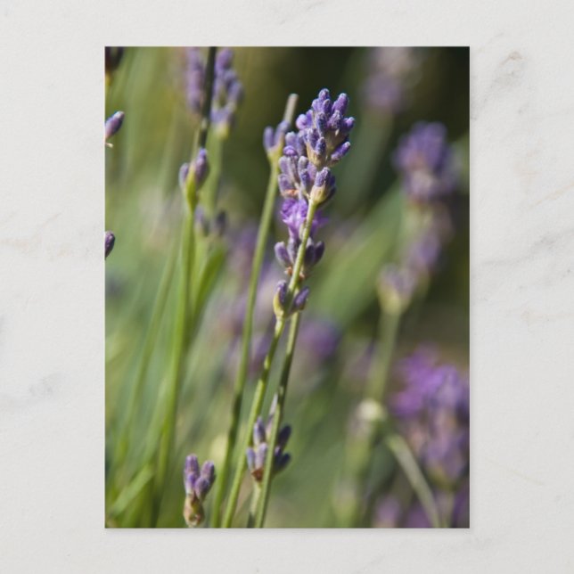 Lavendar-vykort Vykort (Framsida)