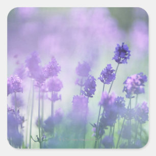 Lavendel 2 fyrkantigt klistermärke