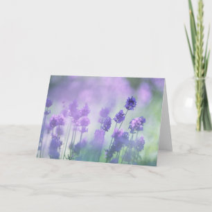 Lavendel 2 kort