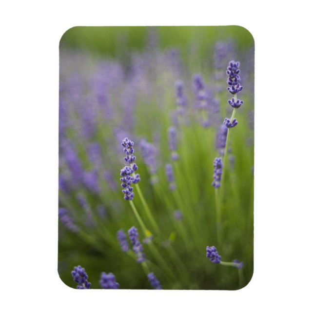 Lavendel 2 magnet (Vertikal)