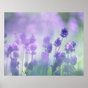 Lavendel 2 poster