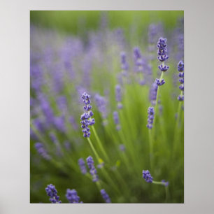 Lavendel 2 poster