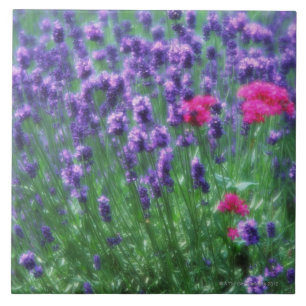 Lavendel 3 kakelplatta