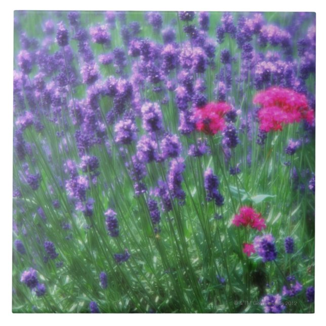 Lavendel 3 kakelplatta (Framsidan)