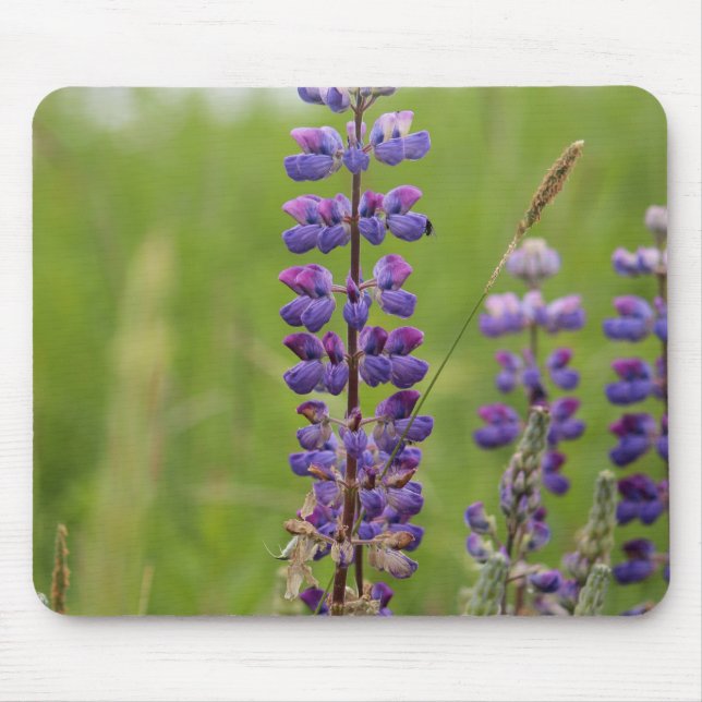 Lavendel Alaskiska Lupiner Musmatta (Framsidan)