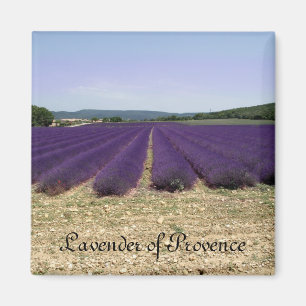 Lavendel av Provence Magnet