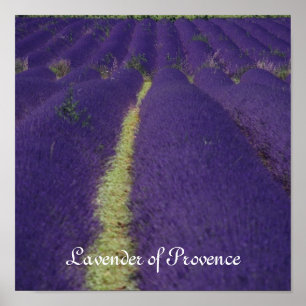 Lavendel av Provence Poster