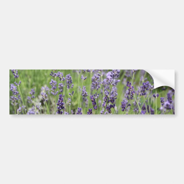 Lavendel Bildekal (Framsidan)