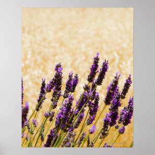 Lavendel blommar i ett fält, det Siena landskapet Poster