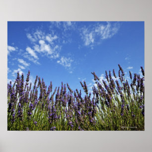 Lavendel blommar i fält på blå himmel i sommar, poster