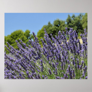 Lavendel blommar i fält på sommaren, Provence Poster