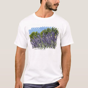 Lavendel blommar i fält på sommaren, Provence T-shirt