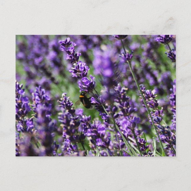 Lavendel Fält Postkort Vykort (Framsida)
