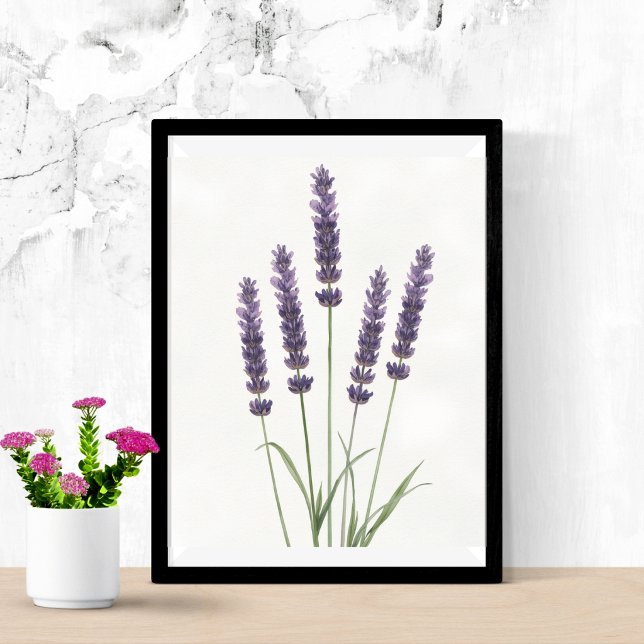 Lavendel Fält Vattenfärg Botanisk Väggkonst (Skapare uppladdad)