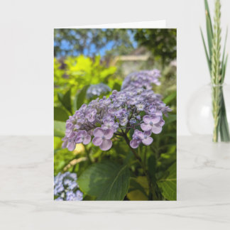Lavendel Hortensia Blommor Kort
