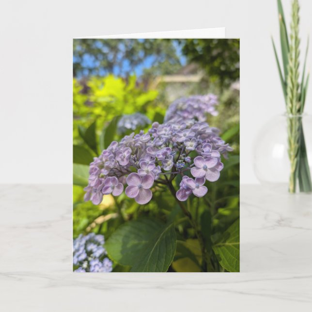 Lavendel Hortensia Blommor Kort (Framsida)