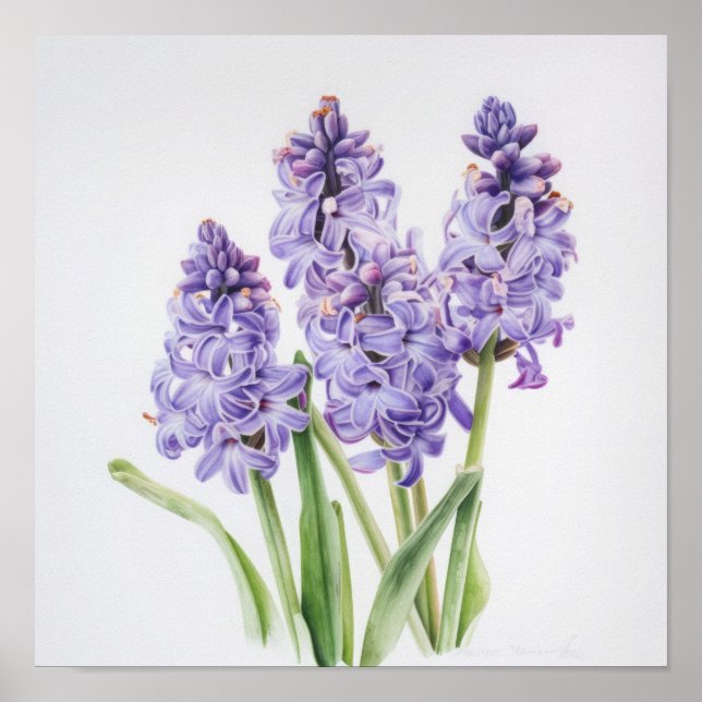 Lavendel Hyacint Blomsterkonsttryck Poster (Framsidan)