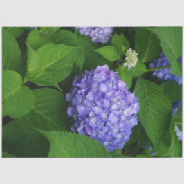Lavendel Hydrangea