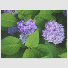 Lavendel Hydrangea