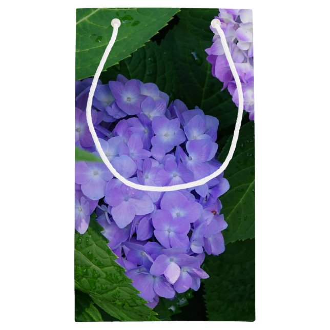 Lavendel Hydrangea (Baksidan)