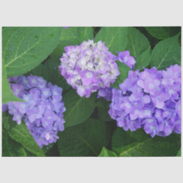 Lavendel Hydrangea