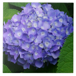 Lavendel Hydrangea Kakelplatta