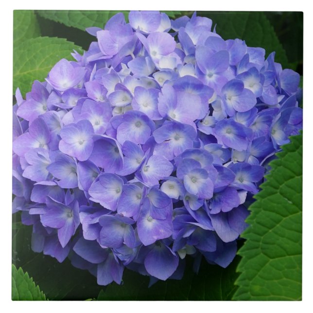 Lavendel Hydrangea Kakelplatta (Framsidan)