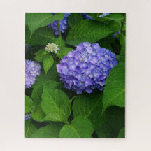 Lavendel Hydrangea