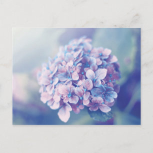 Lavendel Hydrangea Vykort