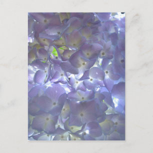 Lavendel Hydrangeas Vykort