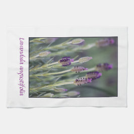 Lavendel i blom kökshandduk