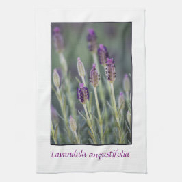 Lavendel i blom kökshandduk