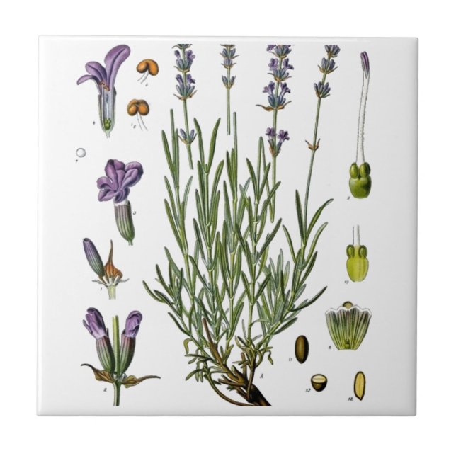 Lavendel Kakelplatta (Framsidan)