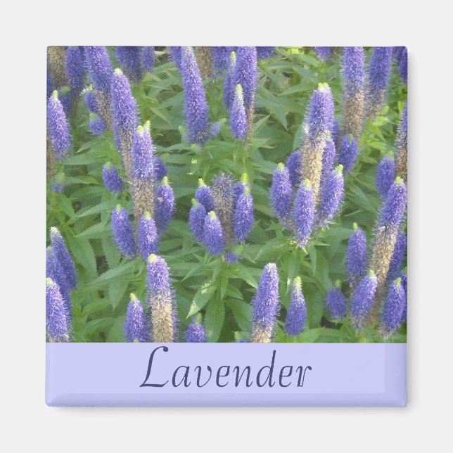 Lavendel Magnet (Framsidan)