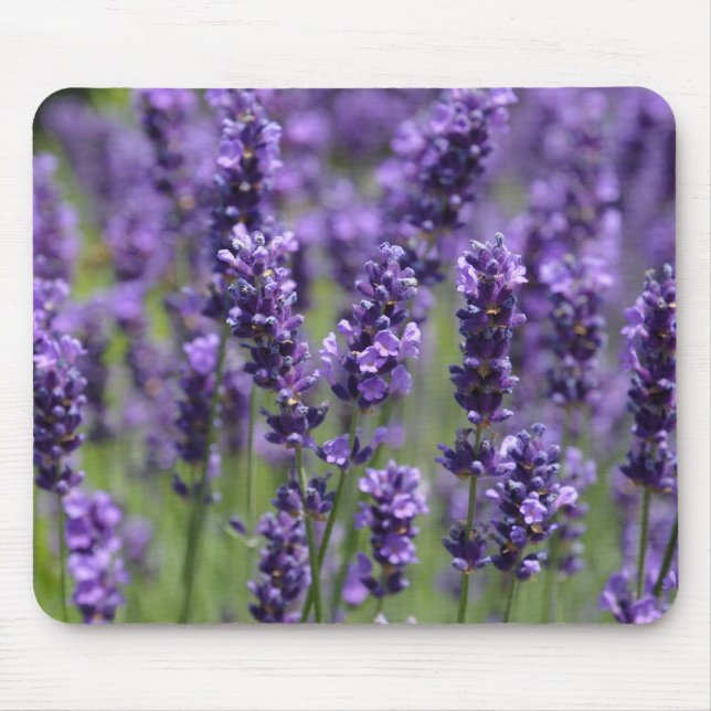 lavendel musmatta (Framsidan)