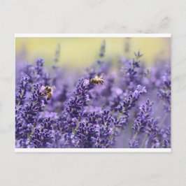 Lavendel och bin vykort