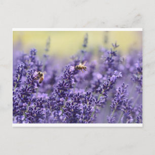 Lavendel och bin vykort
