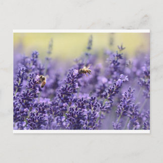 Lavendel och bin vykort