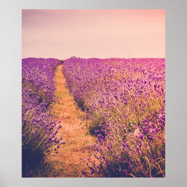 Lavendel Poster (Framsidan)