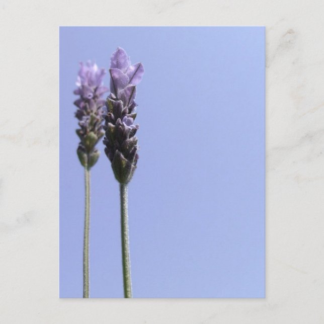 Lavendel Postkort Vykort (Framsida)