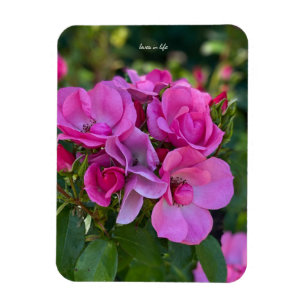 Lavendel Rosa Ros Magnet