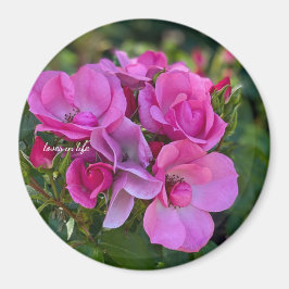 lavendel Rosa Ros Magnet