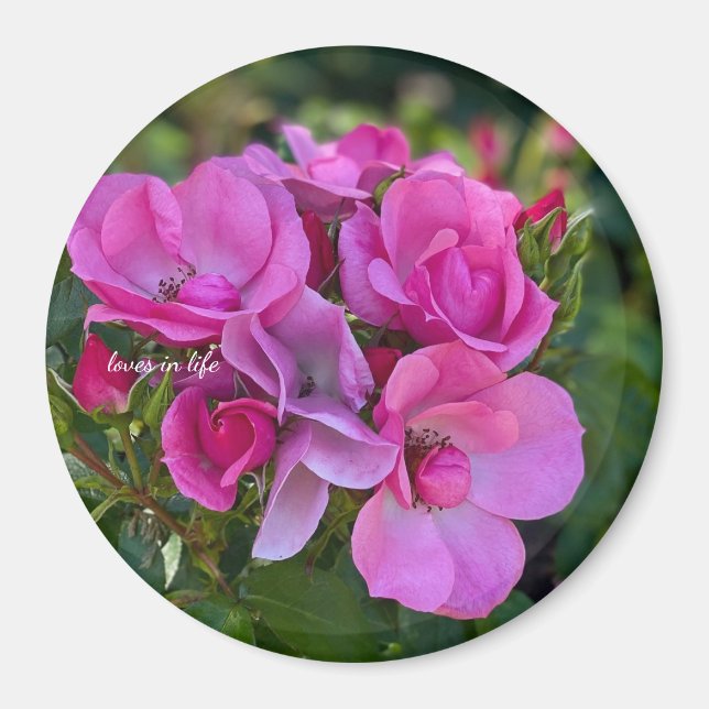 lavendel Rosa Ros Magnet (Framsidan)