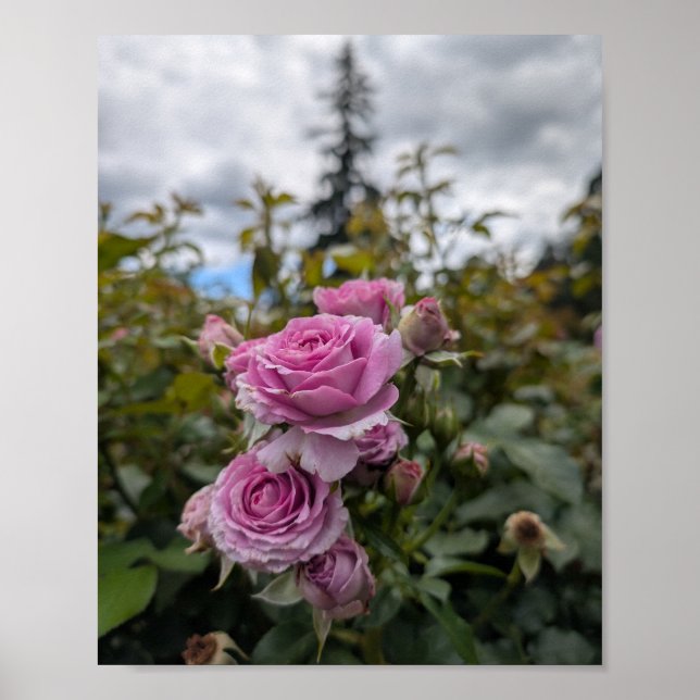Lavendel rosa rosor med dramatisk molnig himmel  poster (Framsidan)