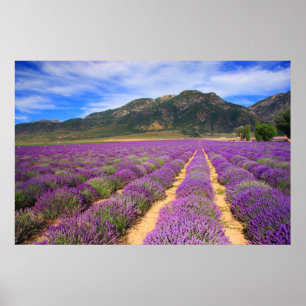 Lavendel sätter in för evigt poster